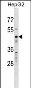 RBMS1 Antibody (Center)