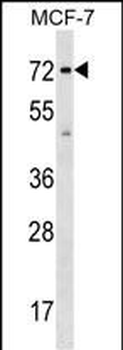 SGOL1 Antibody (Center)