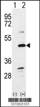 Bmp7 Antibody (N-term)