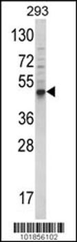 Bmp3 Antibody (N-term)
