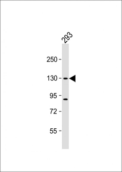 DHX30 Antibody (N-term)