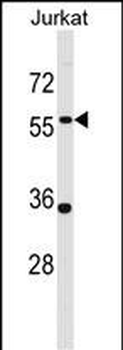 PANX1 Antibody (Center)