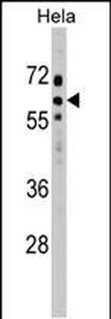 SOCS7 Antibody (C-term)