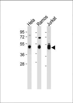 MAT2A Antibody (N-term)