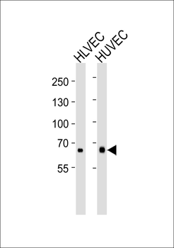 MMRN1 Antibody (N-term)