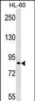 MAP3K7IP3 Antibody (N-term)