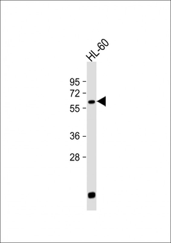 LIN9 Antibody (N-term)