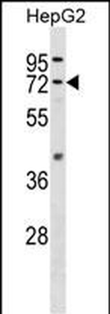 FAAH Antibody (C-term)