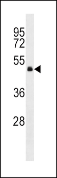GNA13 Antibody (Center)