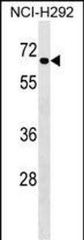DYRK4 Antibody (Center)