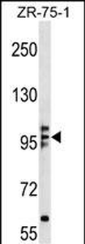 KIF20A Antibody (N-term)