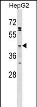GPR120 Antibody (Center)