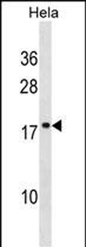 SCAND1 Antibody (C-term)
