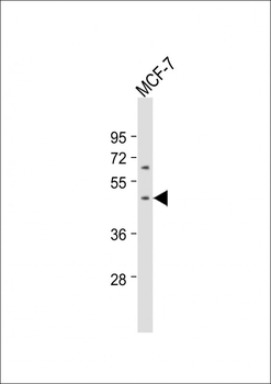 PAX2 Antibody (Center)