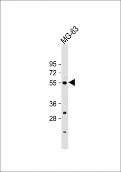 BMP3 Antibody (C-term)