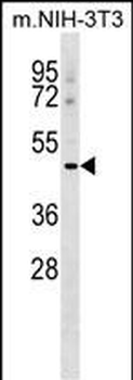 MSR1 Antibody (C-term)