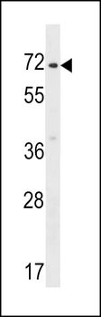 ZNF155 Antibody (C-term)