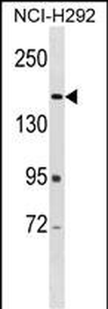 ARAP2 Antibody (N-term)