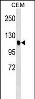 ATXN7 Antibody (Center)