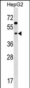 SIGLEC9 Antibody (N-term)
