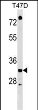 TSFM Antibody (C-term)