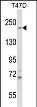 IQGAP1 Antibody (N-term)