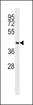 MCRS1 Antibody (N-term)