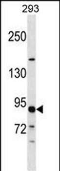 TUBGCP3 Antibody (C-term)