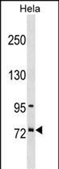 SF4 Antibody (Center)