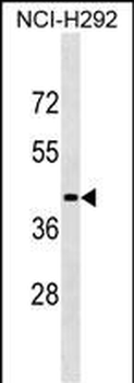 LIPN Antibody (C-term)