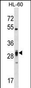 PLEKHF2 Antibody (Center)