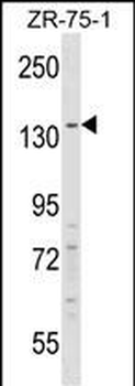 RFX1 Antibody (C-term)