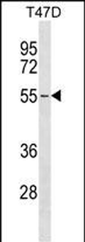 ERGIC2 Antibody (C-term)
