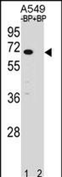 ASB3 Antibody (N-term)