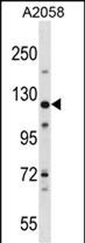 BAT3 Antibody (C-term)