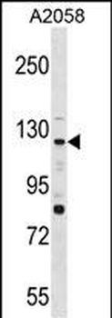 PTPRN2 Antibody (N-term)