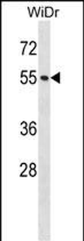 NUP50 Antibody (Center)