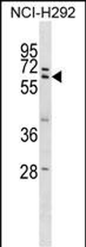 ZNF350 Antibody (Center)