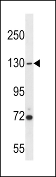 USP7 Antibody (Center)