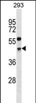 CCNG2 Antibody (Center)