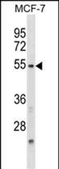 NFIL3 Antibody (N-term)