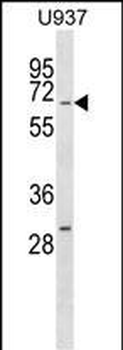 RGS14 Antibody (Center)