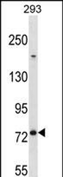MED16 Antibody (Center)