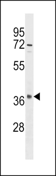 OR10S1 Antibody (C-term)