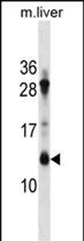 ATP5G1 Antibody (Center)