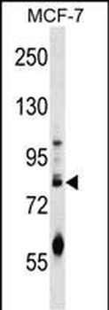 ACRC Antibody (C-term)