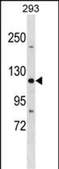 TJP3 Antibody (N-term)
