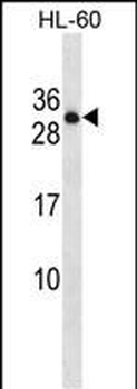 PTPRCAP Antibody (Center)