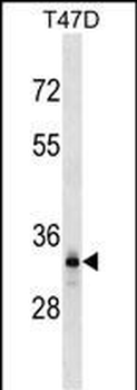 DNALI1 Antibody (C-term)