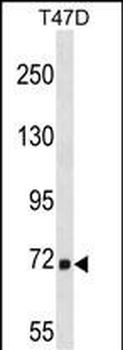 MARCH7 Antibody (N-term)